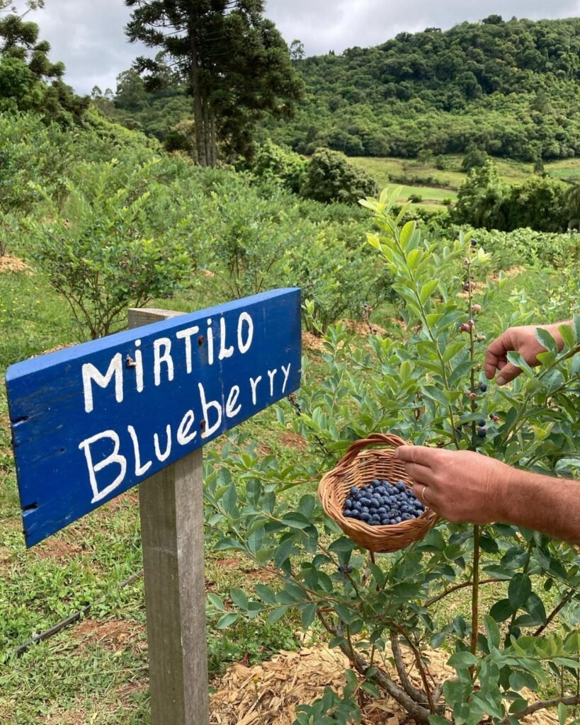 Caminhos Rurais Serra Gaúcha