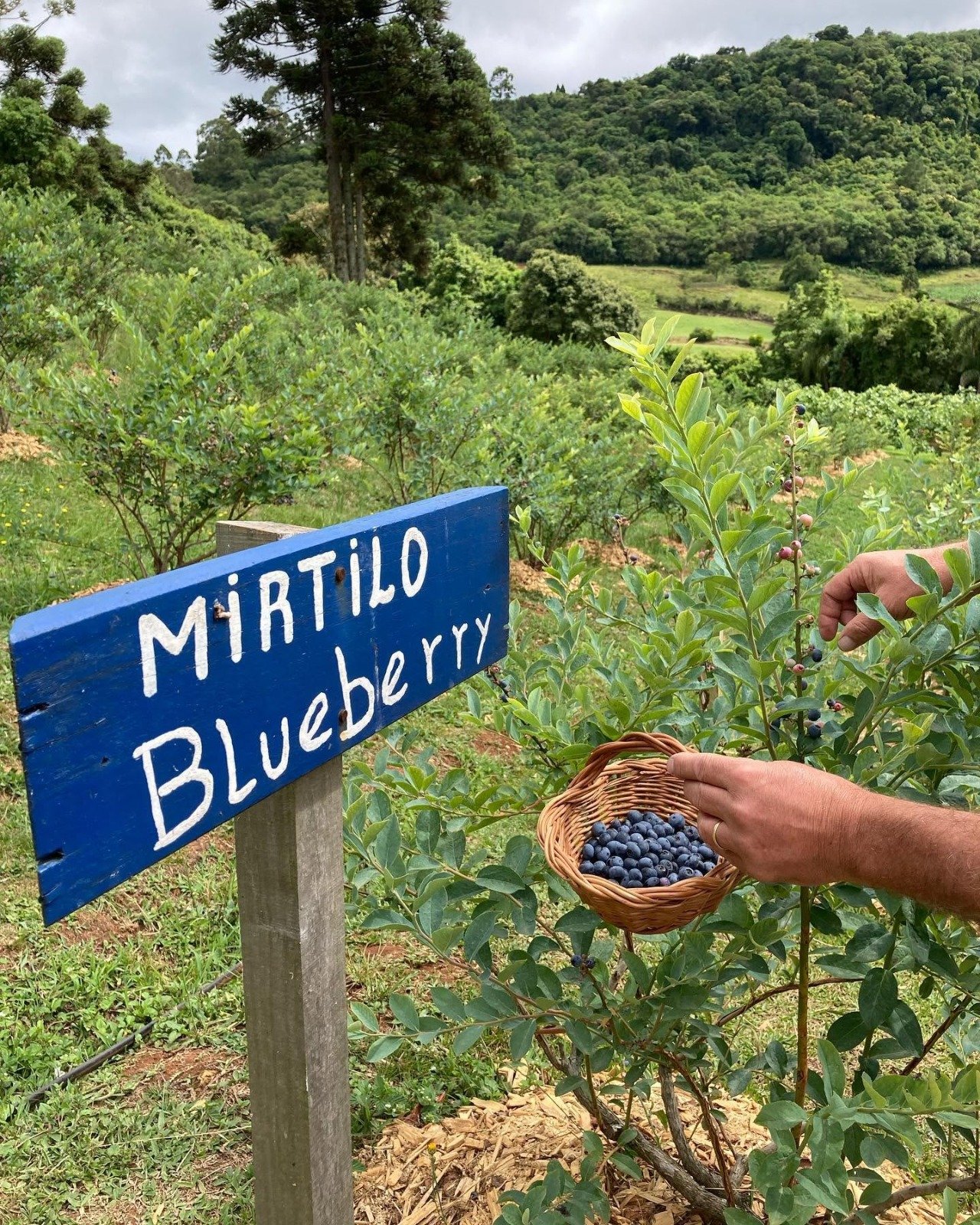 Caminhos Rurais Serra Gaúcha