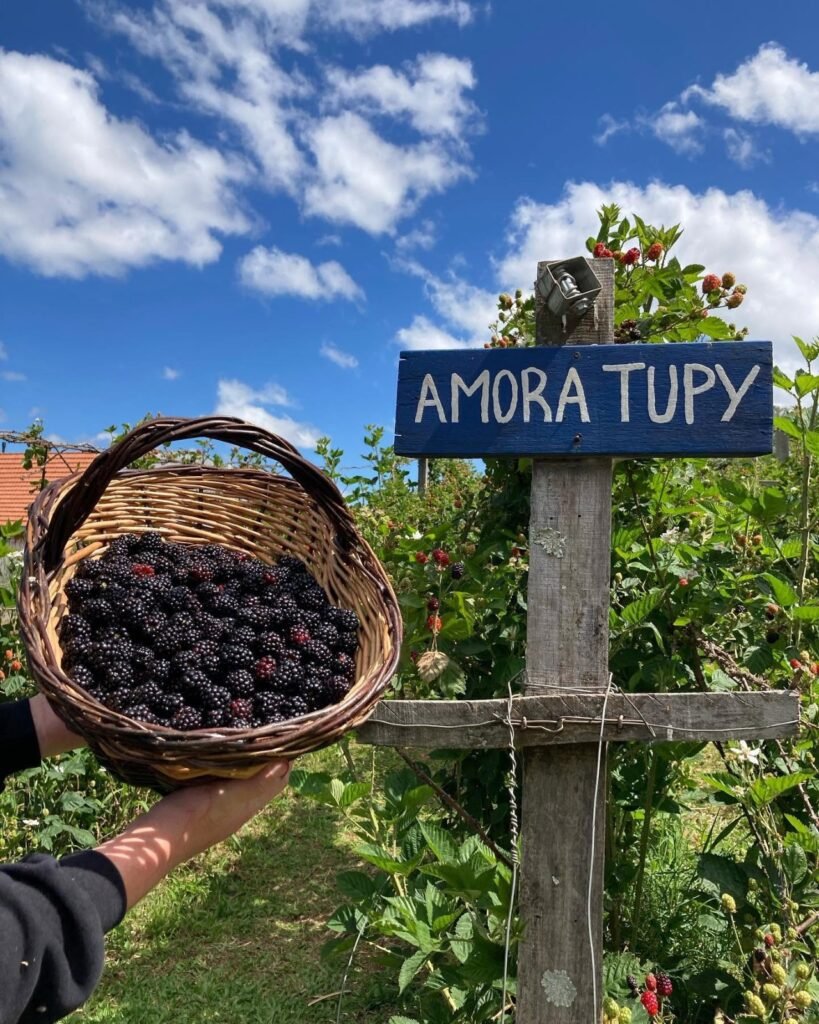 Caminhos Rurais Serra Gaúcha
