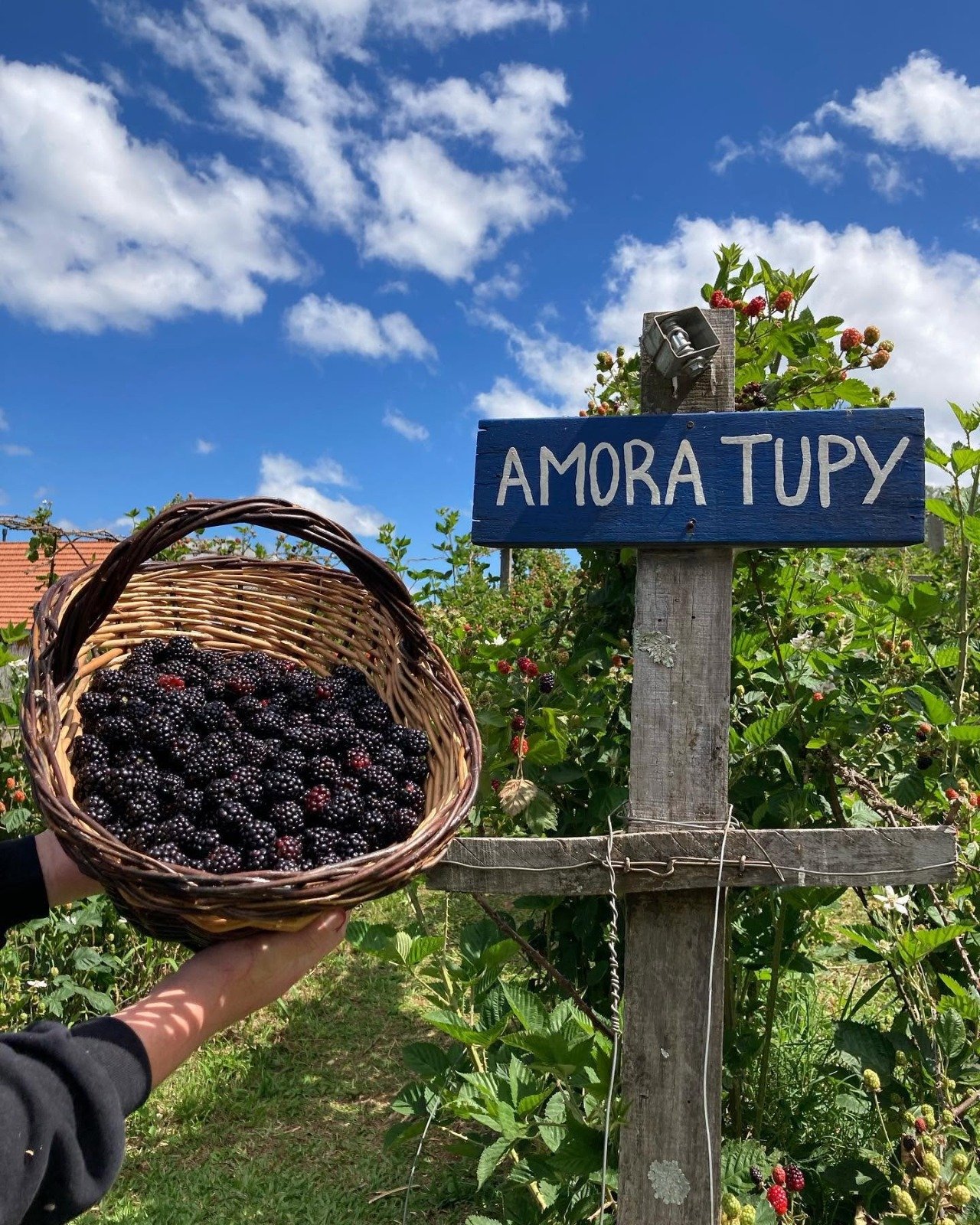 Caminhos Rurais Serra Gaúcha